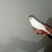 مرغ عشق