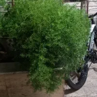 گل مارچوبه زینتی یا سرخس