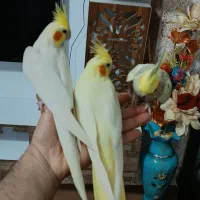 عروس هلندی و طوطی برزیلی مولد با جوجه و باتخم