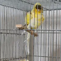 سهره،قناری