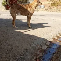 سگ گ م