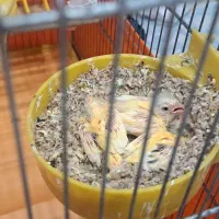 قناری با جوجه