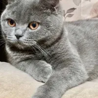 گربه امون گمشده ا پیدا کردن مژده گانی میلیونی داره