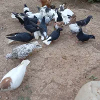 کفتر