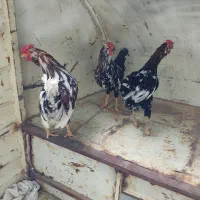 خروس گلین لری نیمچه