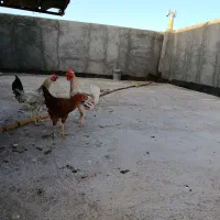 مرغ خروس و جوجه