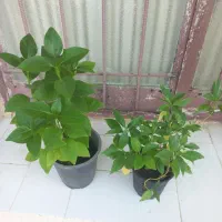گل طبیعی شاداب و زیبا
