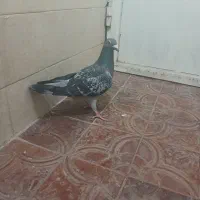 ۳ پرشی