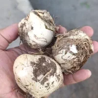 فروش موسیر کوهی