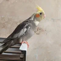 جوجه عروس هلندی یک ماهه