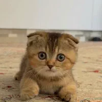 بچه گربه بریتیش ماده