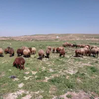 گوسفند داشتی با بره