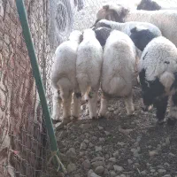 میش بره
