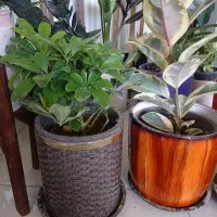 گل و گیاه طبیعی
