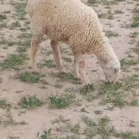 6راس میش زاییده بره بزرگ