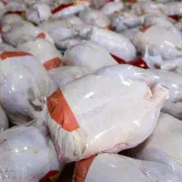 پخش کلی مرغ و قطعه بندی مرغ