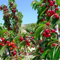 باغ خود را به یک مرکز درآمد تبدیل کنید