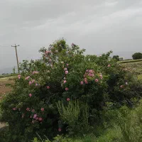 گل محمدی