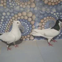 فروش یال سیاه نر با دم سیاه ماده