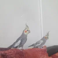 عروس هلندی
