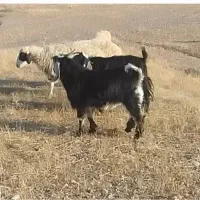 بزغاله نر چاق