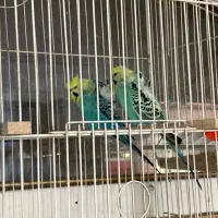 مرغ عشق پروانه ای و انگلیسی گریدb