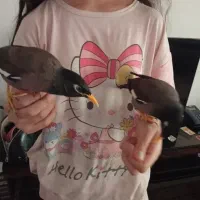 دو عدد مرغ مینا نر