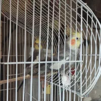 دو عدد عروس هلندی نر آواز خوان