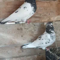 کفتر|پرنده|کنارک, |دیوار