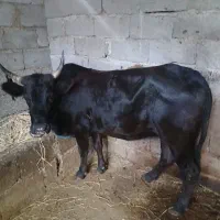 گاو لیشه  چالوس  خوب