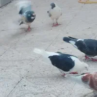 کفتر