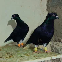 رنگه جفتگاه سینه کله دم سفید ساده کاکلی