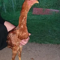 خروس لاری ۸ماه