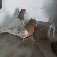 جفتگاه کله . طوقی . دم سفید .