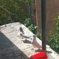کبوتر|پرنده|کارزان, |دیوار