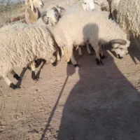 بره نر|حیوانات مزرعه|فهرج, |دیوار
