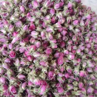 غنچه گل محمدی وزرشک