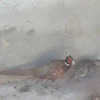 مرغو خروس زینتی توضیحات بخون