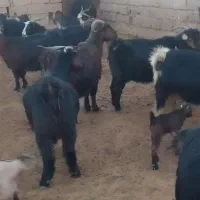 کره محلی گوسفندی