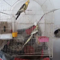 عروس هلندی مینا و مرغ