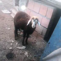 بره