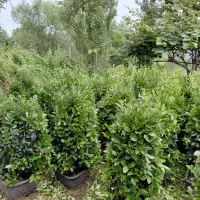 فروش یاس هلندی جعبه ۳۵ و ۴۰