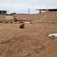 کارگر ساده دامداری