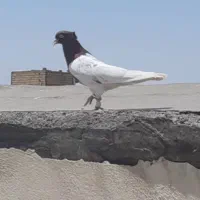 کبوتررنگه هوایی