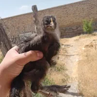۴۰عددجوجه((مرندی))۲ماهه