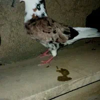 کبوترپرشی