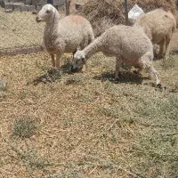 میش بره
