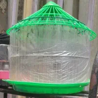 سهره قناری نر