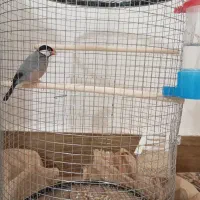 فنچ نرگسی،معاوضه،عروس هلندی