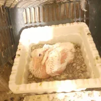 کفتر|پرنده|محمدیه-قزوین, |دیوار